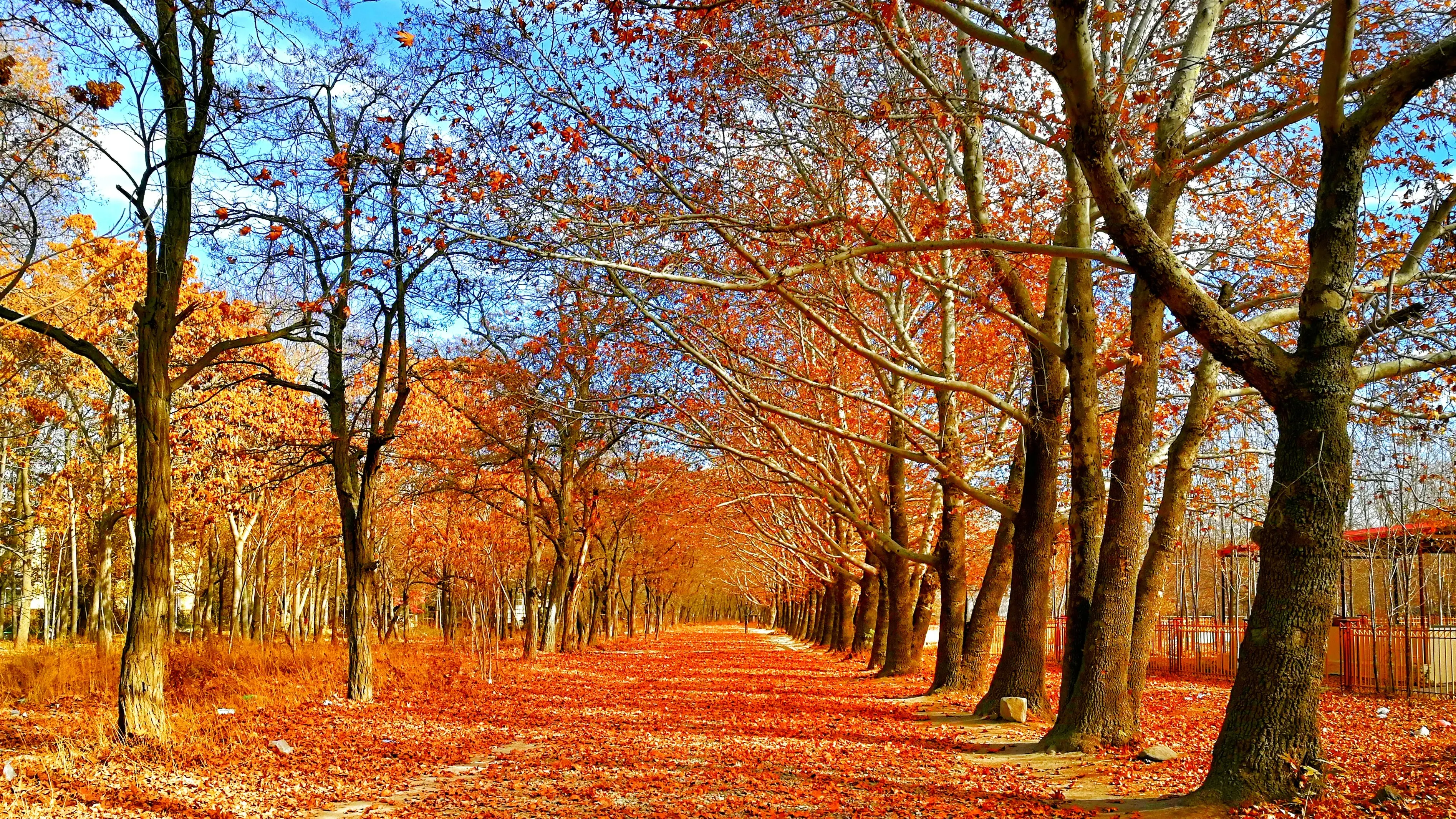 Malerischer Herbstwald mit bunten Blättern und Allee im herbstlichen Sonnenschein