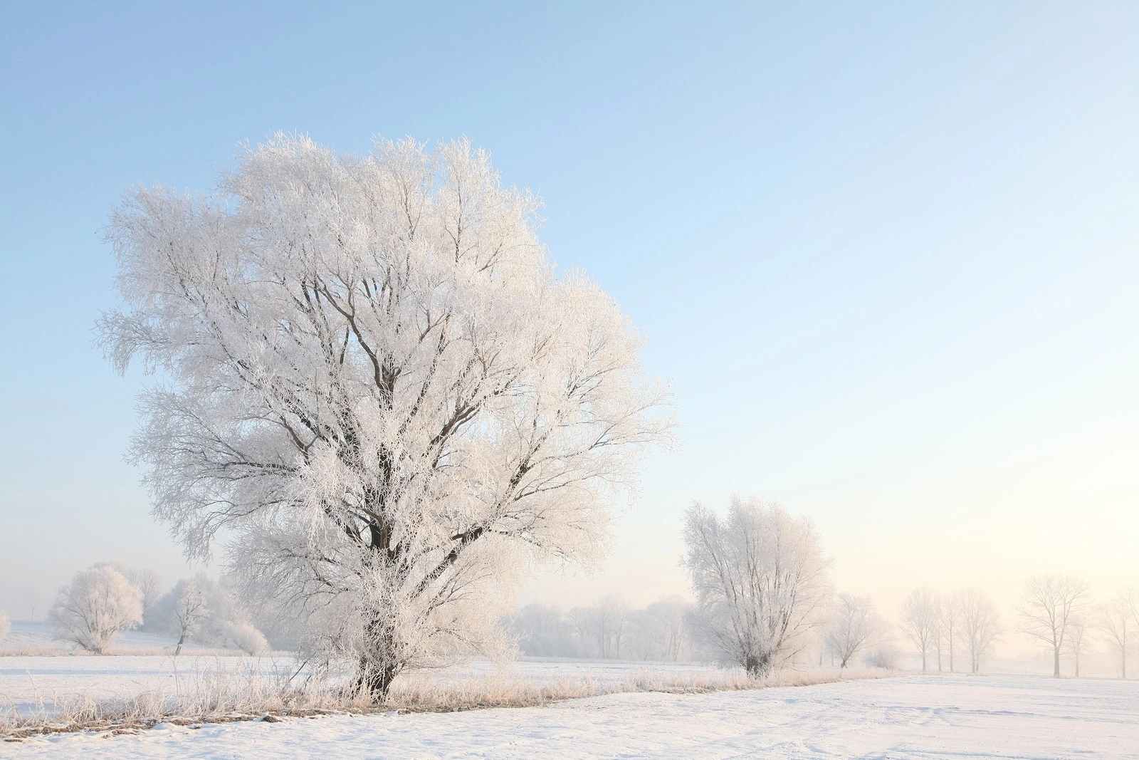 Winter landscape trees field dawn sunrise sunset Nature background Nature background. Nature background Nature background snow morning frost sun Nature background frosty snowy frozen tree Nature background blue sky Nature background Nature background.