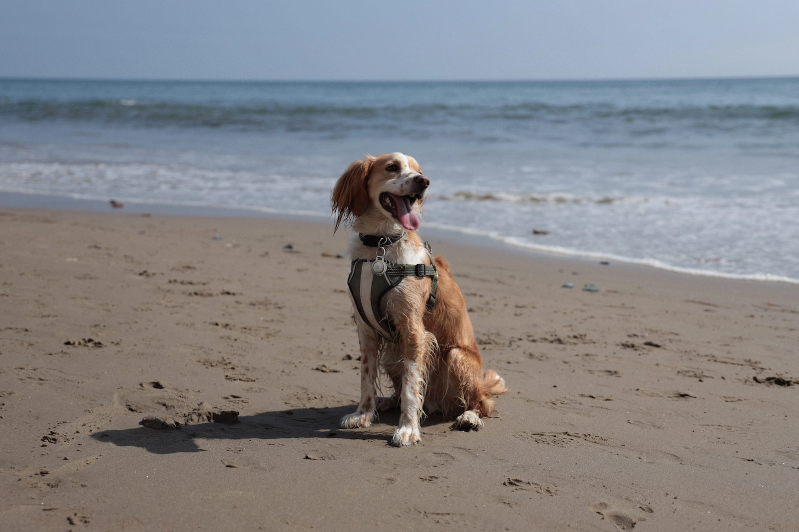 Nomad Rugged Pet Tag / Rugged Keychain