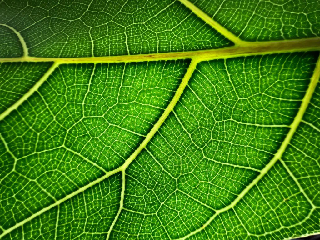 iPhone 13 Makrofotografie deaktivieren