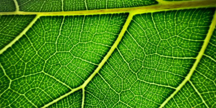 Disable iPhone 13 macro photography