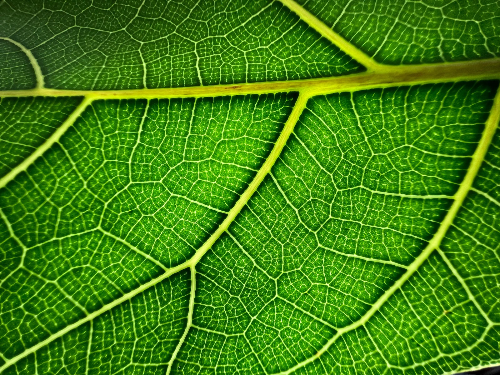 iPhone 13 Makrofotografie deaktivieren