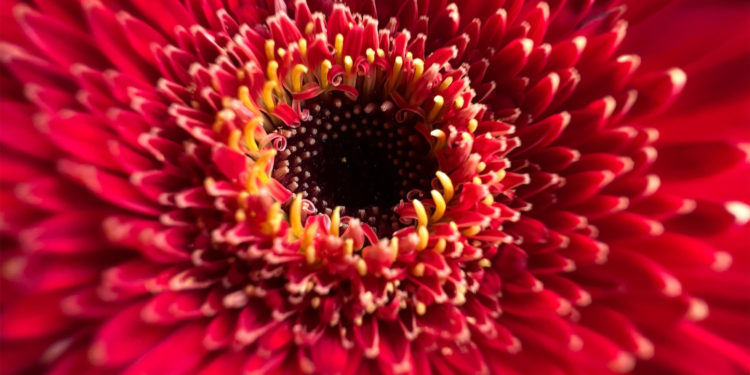 iPhone 13 macro photography