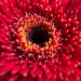 iPhone 13 macro photography