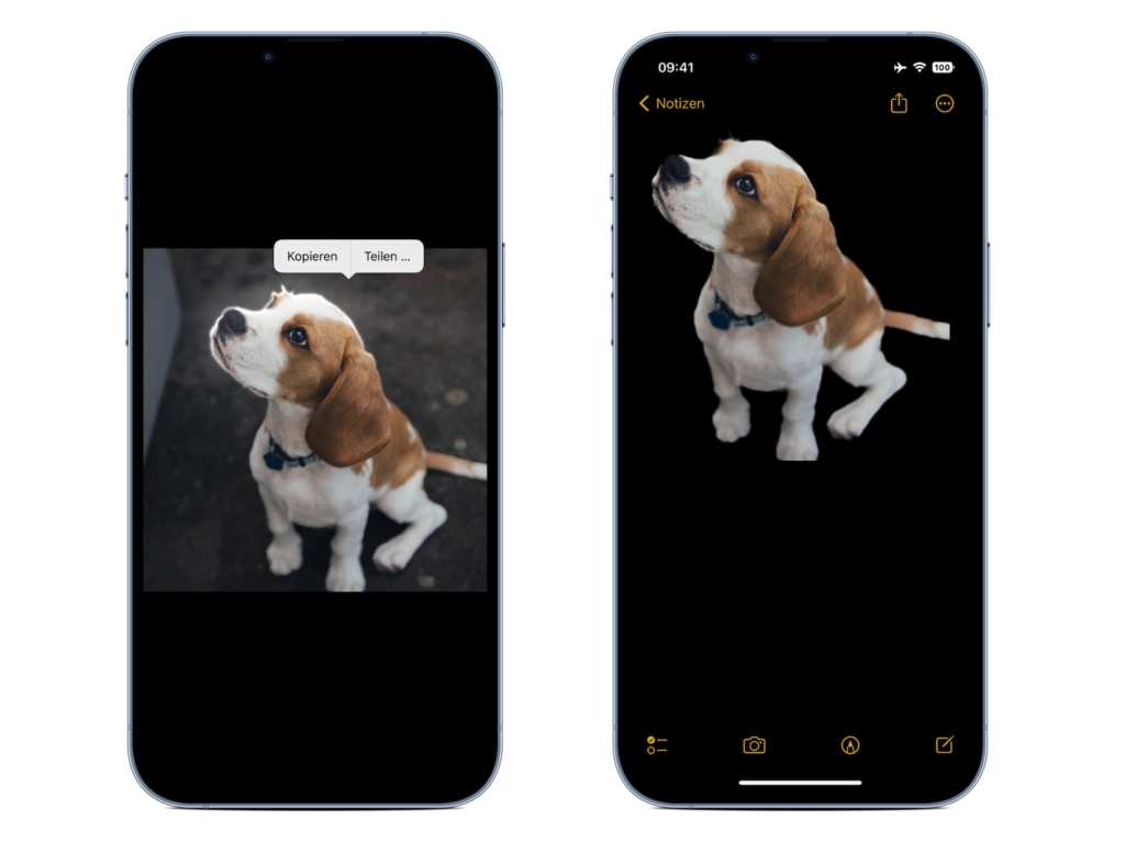 iOS 16 Visuelles Nachschlagen: Ein Beagle-Welpe wird durch langes Drücken vom Bildhintergrund freigestellt und in der Fotos-App isoliert.