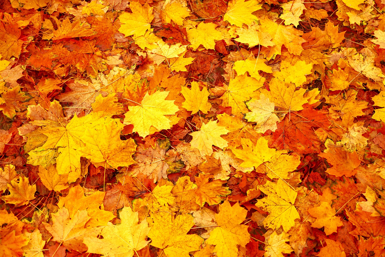 Apple Oktober iPadOS