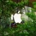 Apple products